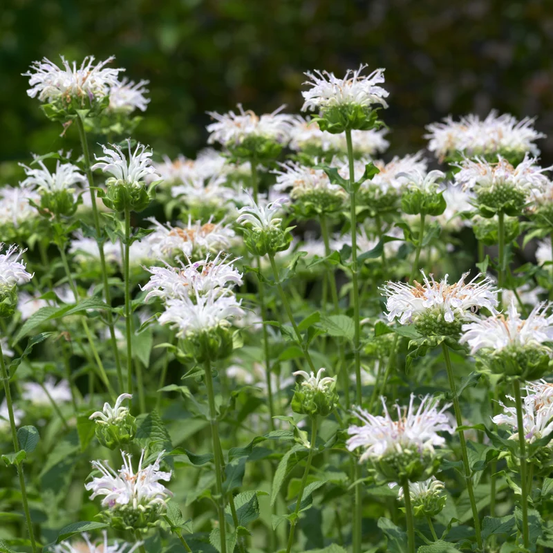 Monarde Schneewittchen