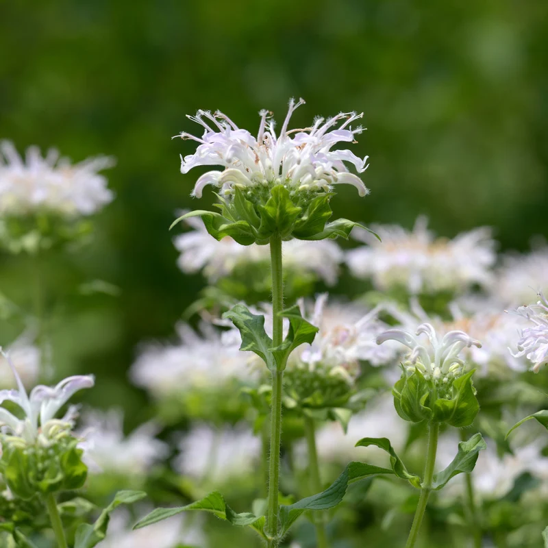Monarde Schneewittchen