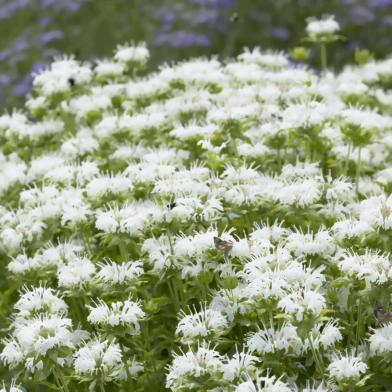 Monarde Schneewittchen