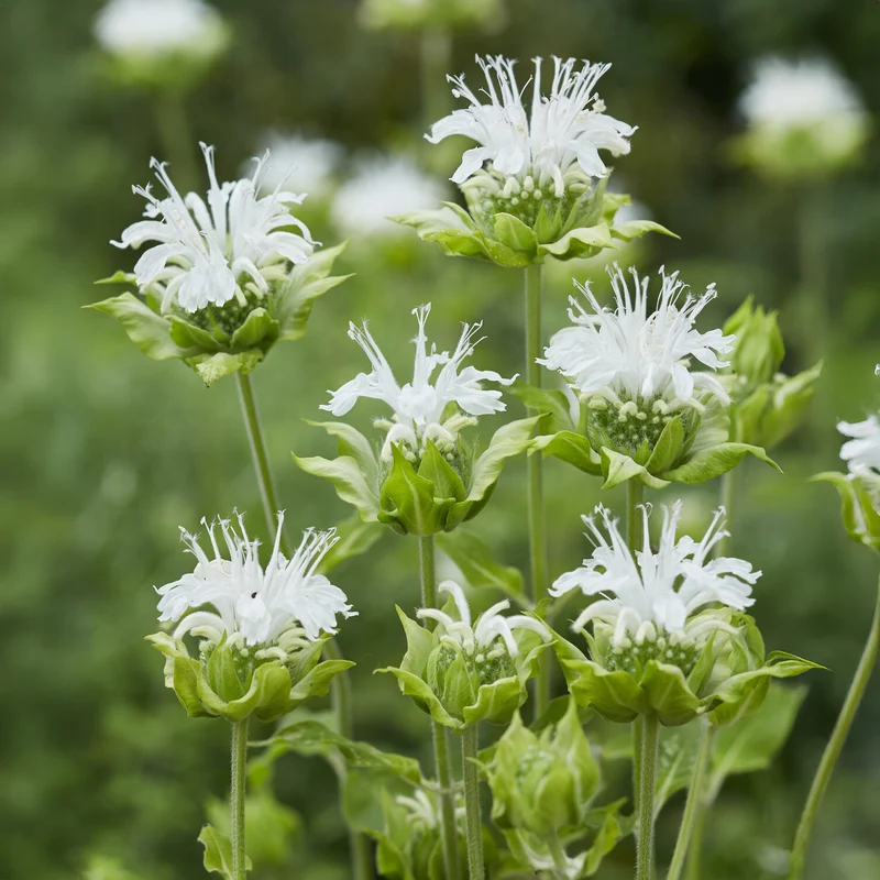 Monarde Schneewittchen