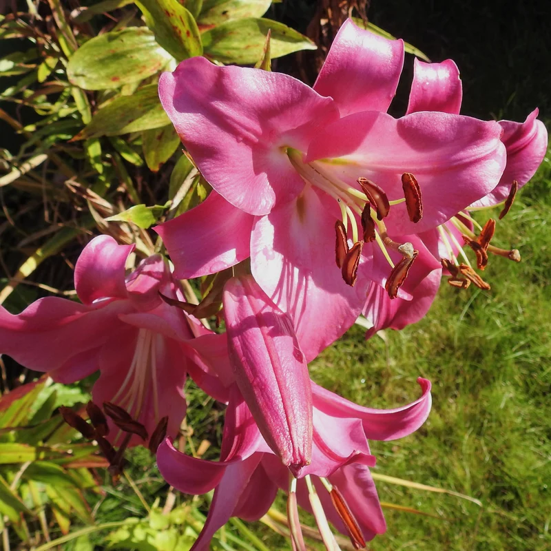 3 Lis Trompette Pink Perfection