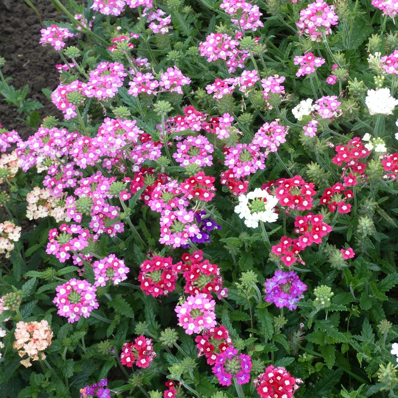 Verveines à grandes fleurs en mélange