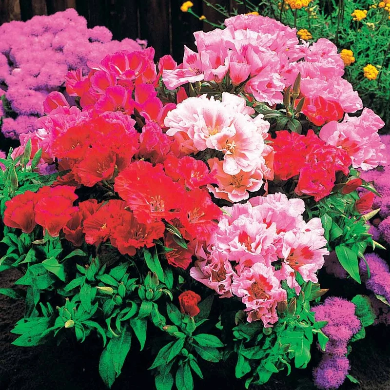 Godetias à fleurs d'azalée en mélange - Clarkia