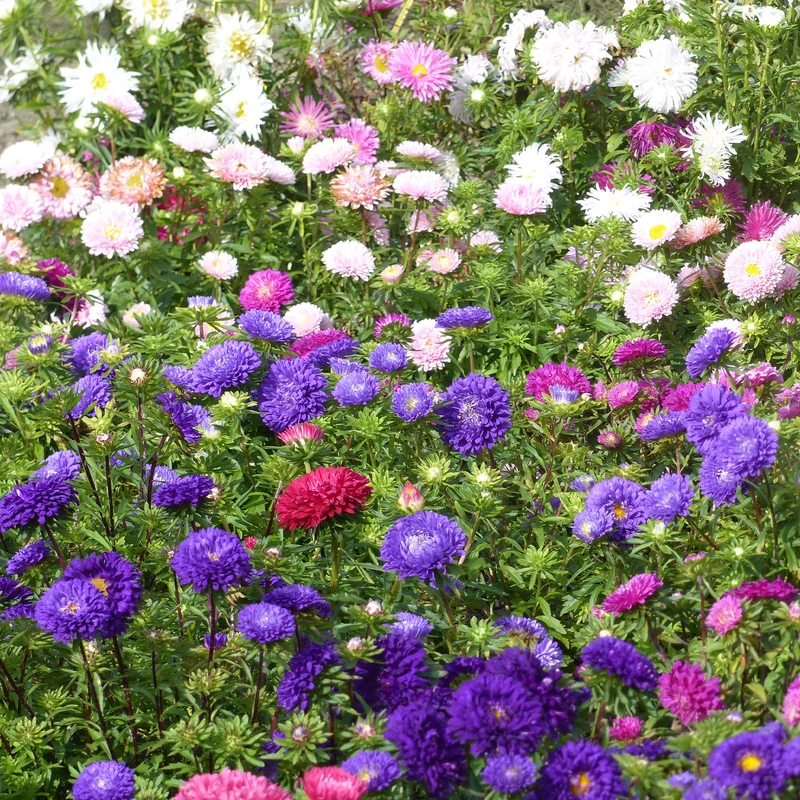 Reine-marguerite à fleurs de chrysanthème en mélange