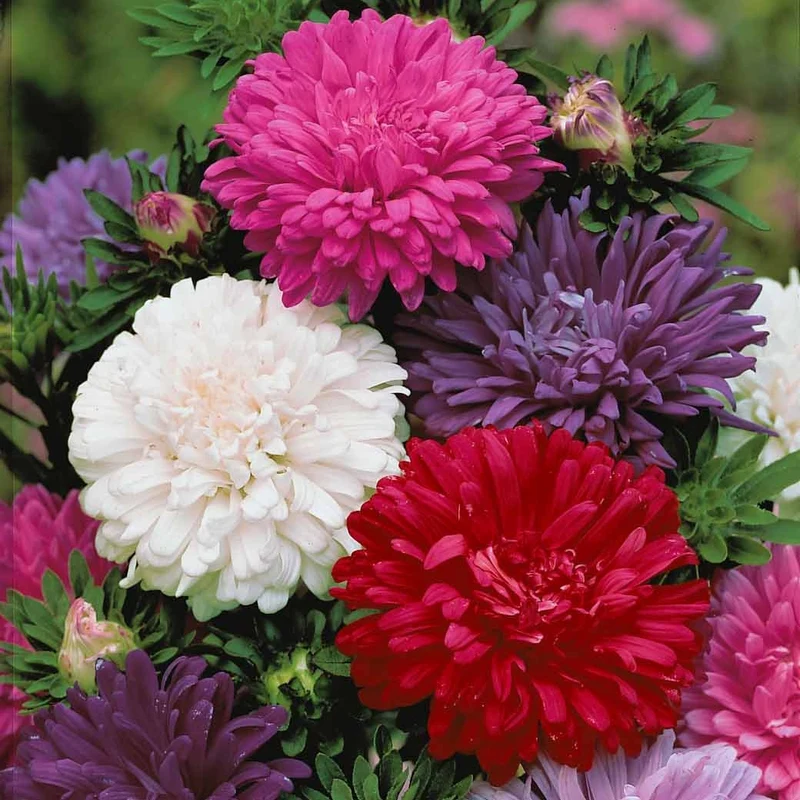 Reine-marguerite à fleurs de chrysanthème en mélange