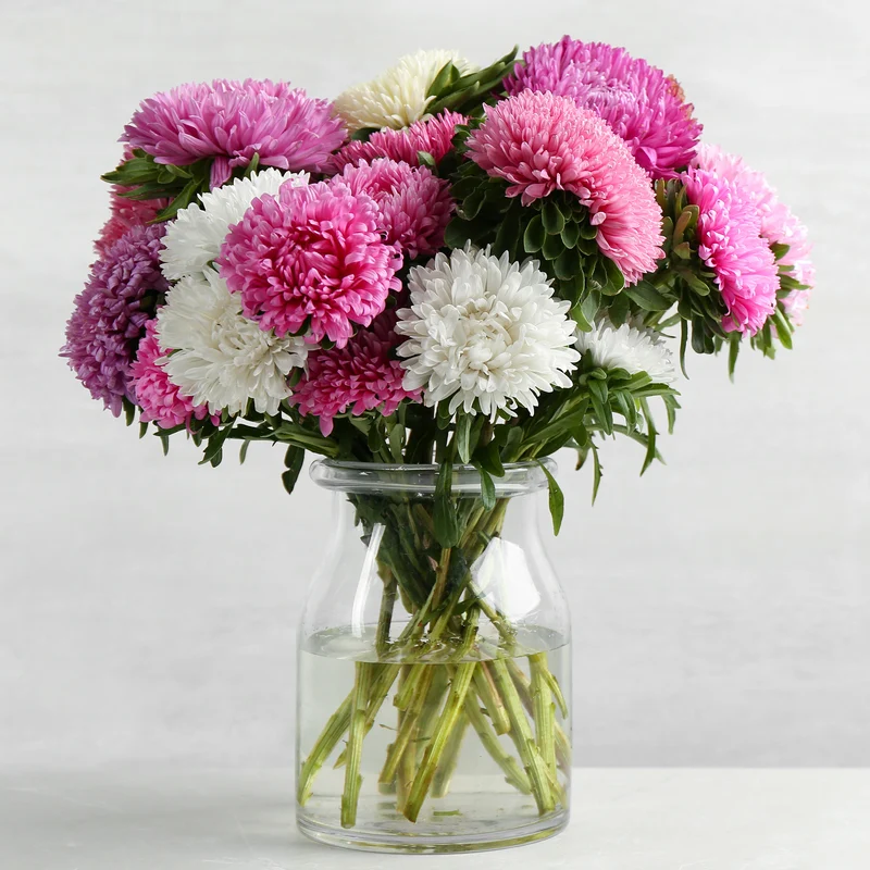 Reine-marguerite à fleurs de chrysanthème en mélange