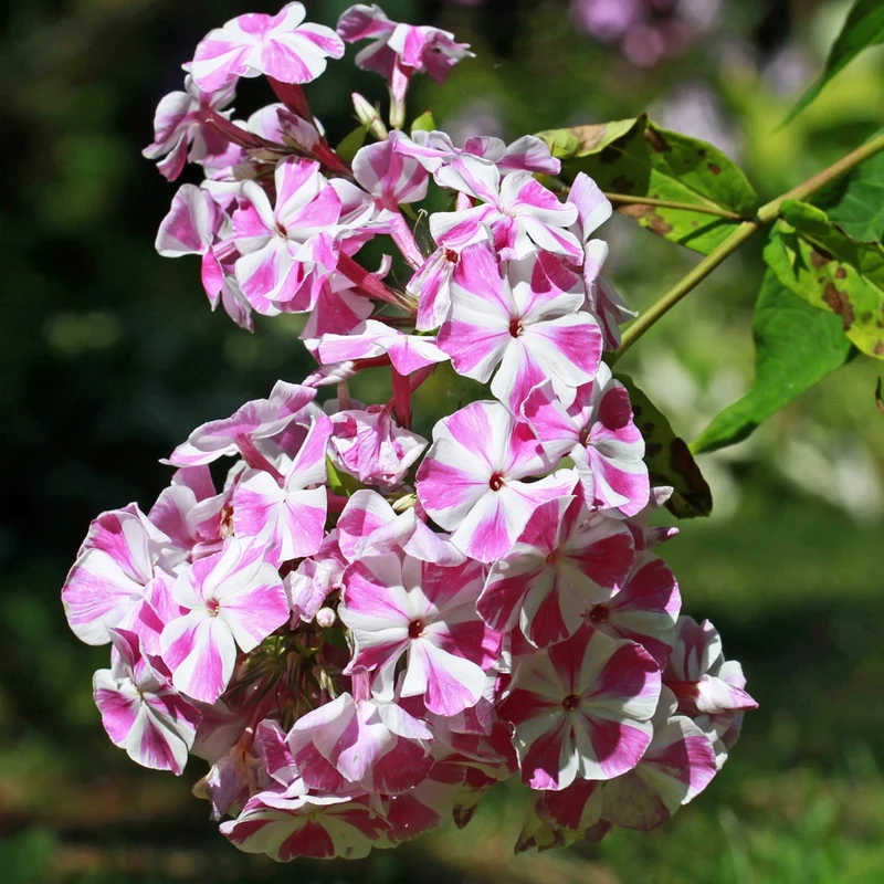 Phlox paniculé Bambini Candy Crush