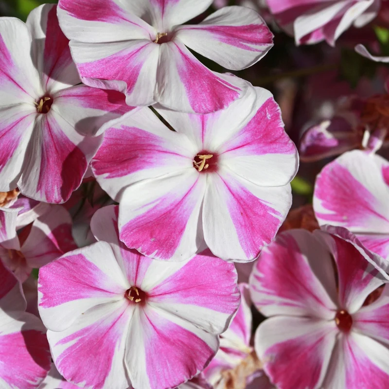 Phlox paniculé Bambini Candy Crush