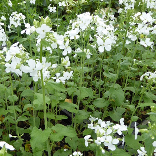 Monnaie du Pape à fleurs blanches