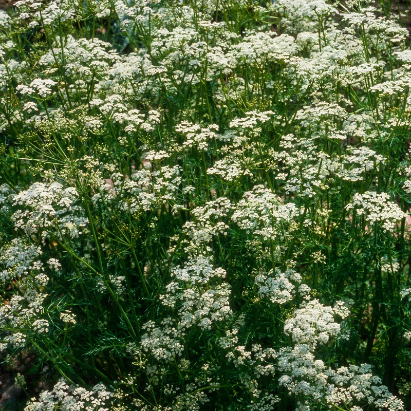 Cumin des prés Carvi