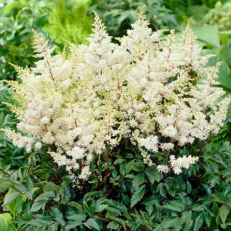 Astilbe d'Arends Ellie