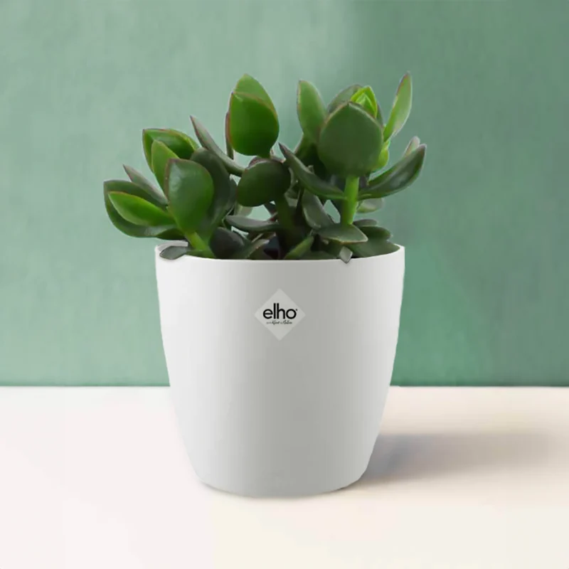 Crassula ovata argentea et son cache-pot blanc ELHO
