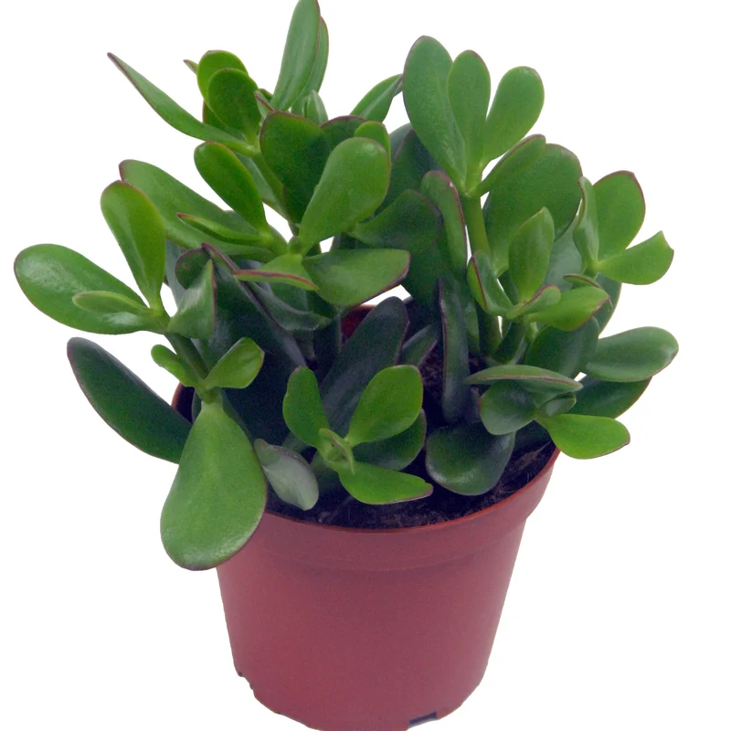 Crassula ovata argentea et son cache-pot blanc ELHO
