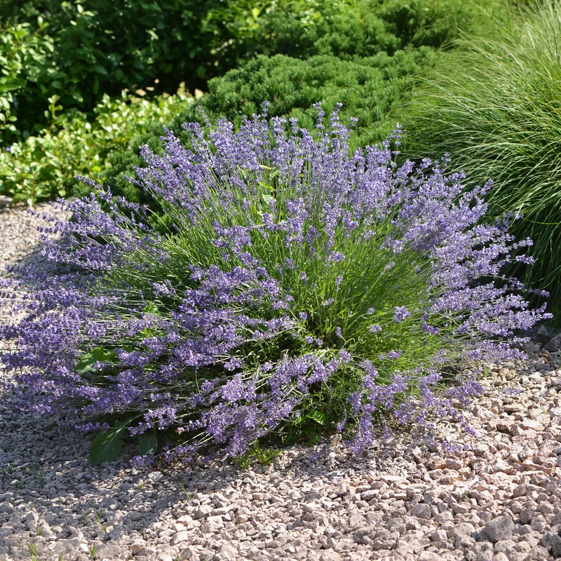 Lavandin Dutch