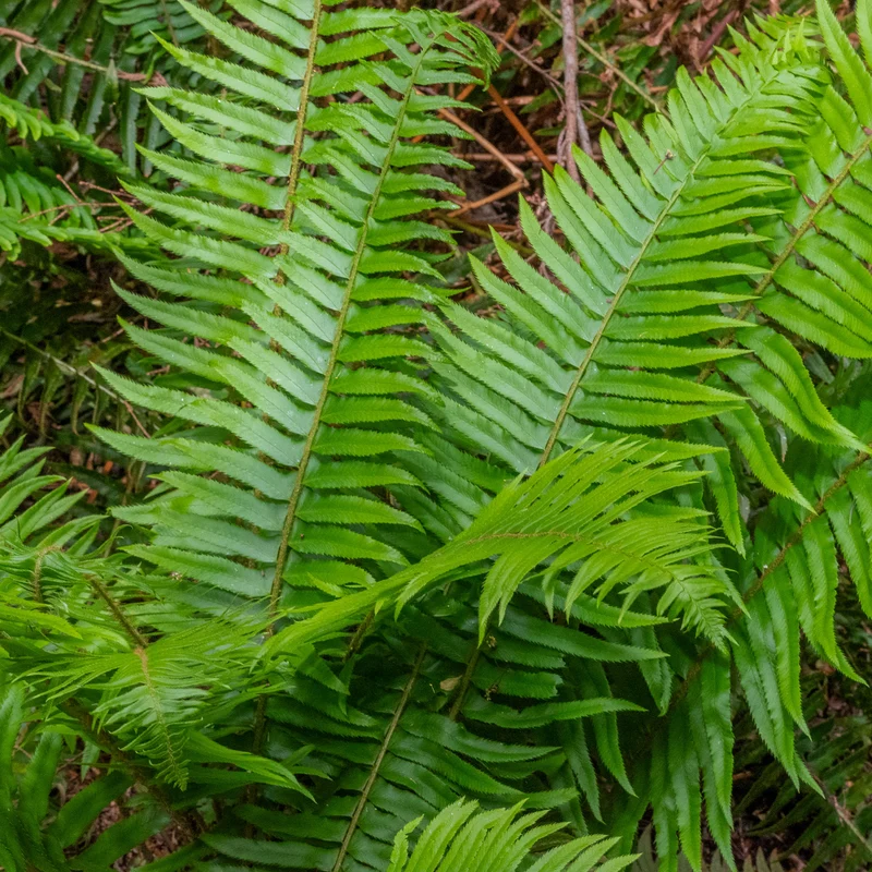 Polystic - Fougère