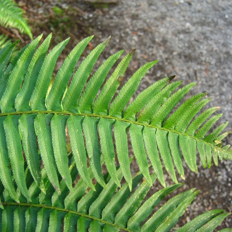 Polystic - Fougère