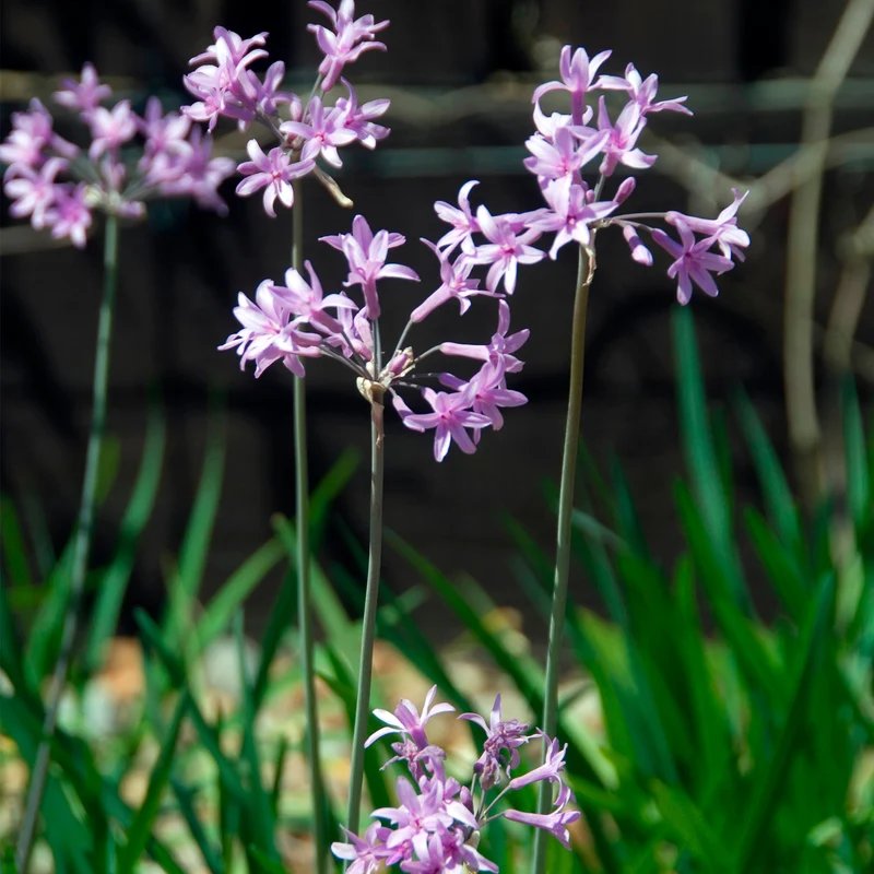 3 Tulbaghia violacea