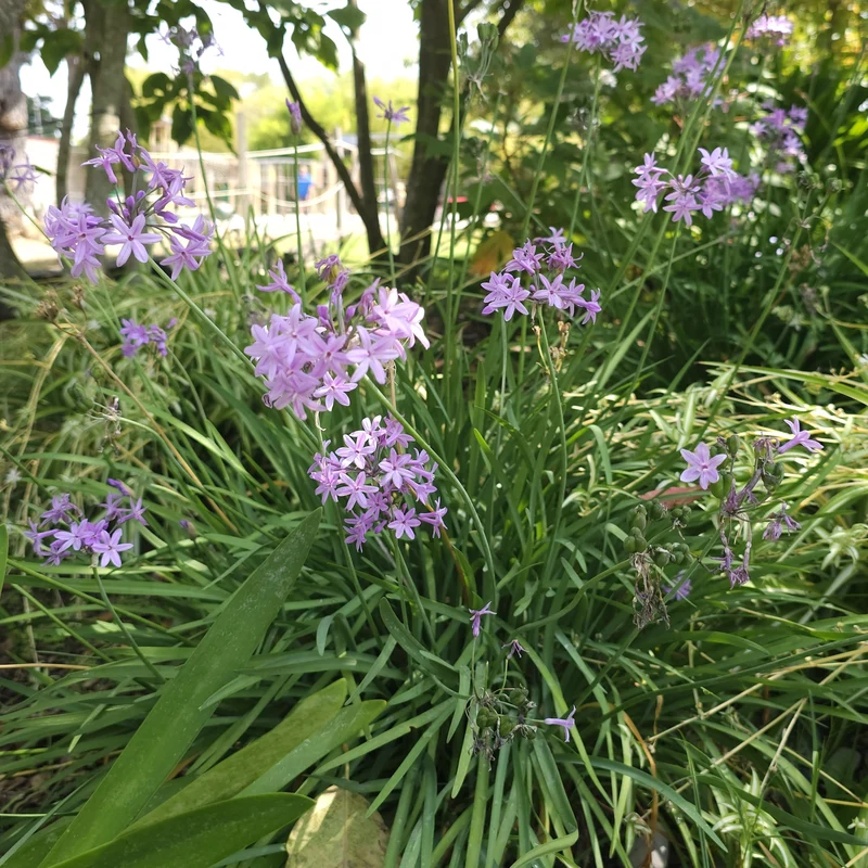 3 Tulbaghia violacea