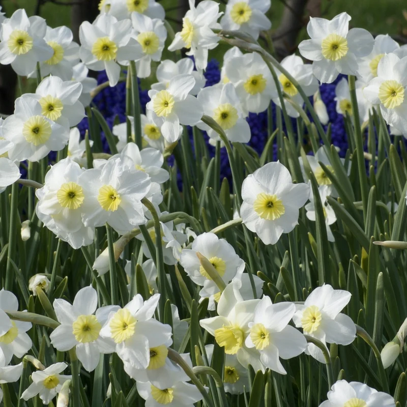 7 Narcisses Segovia