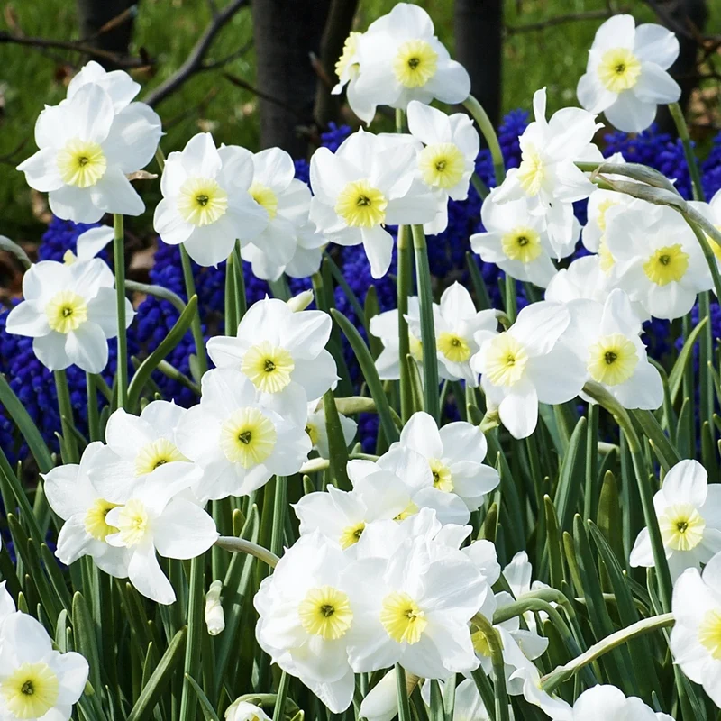 7 Narcisses Segovia