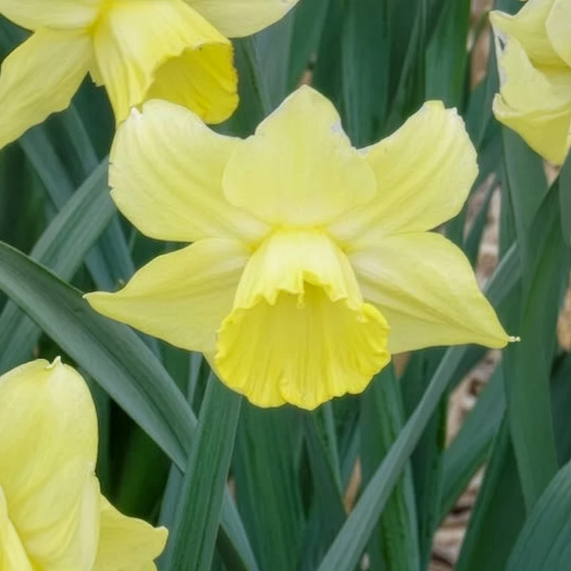 5 Narcisses à grande couronne Avalon