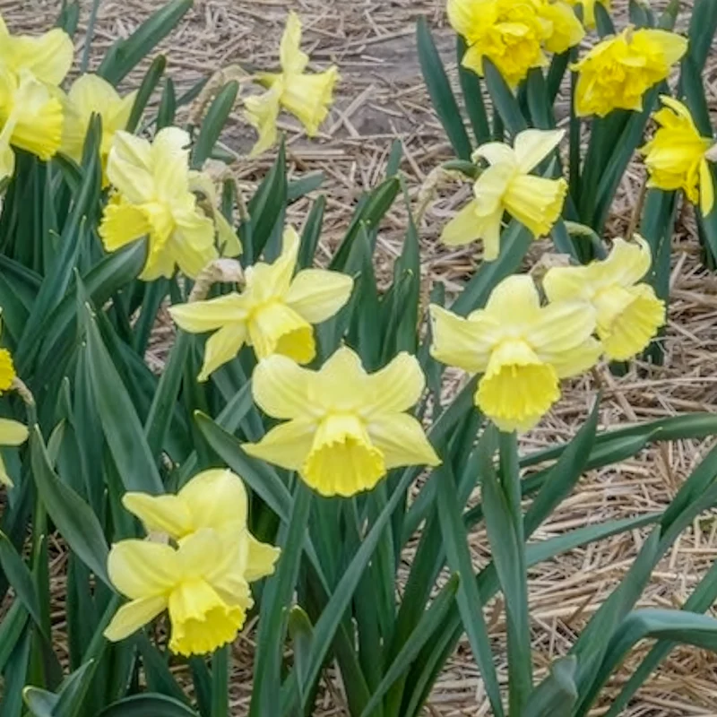 5 Narcisses à grande couronne Avalon
