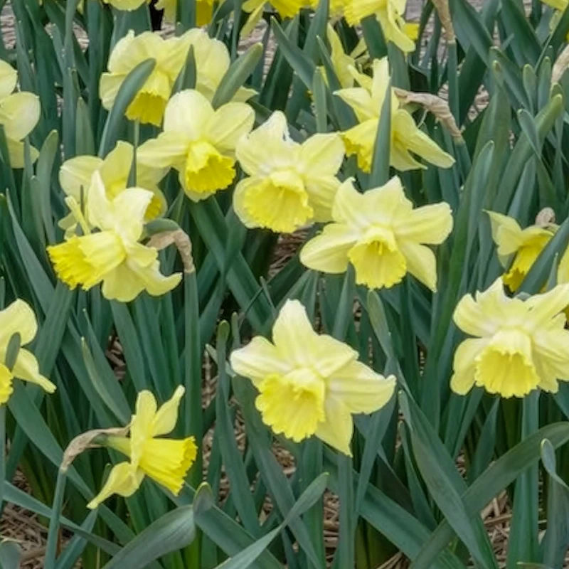 5 Narcisses à grande couronne Avalon