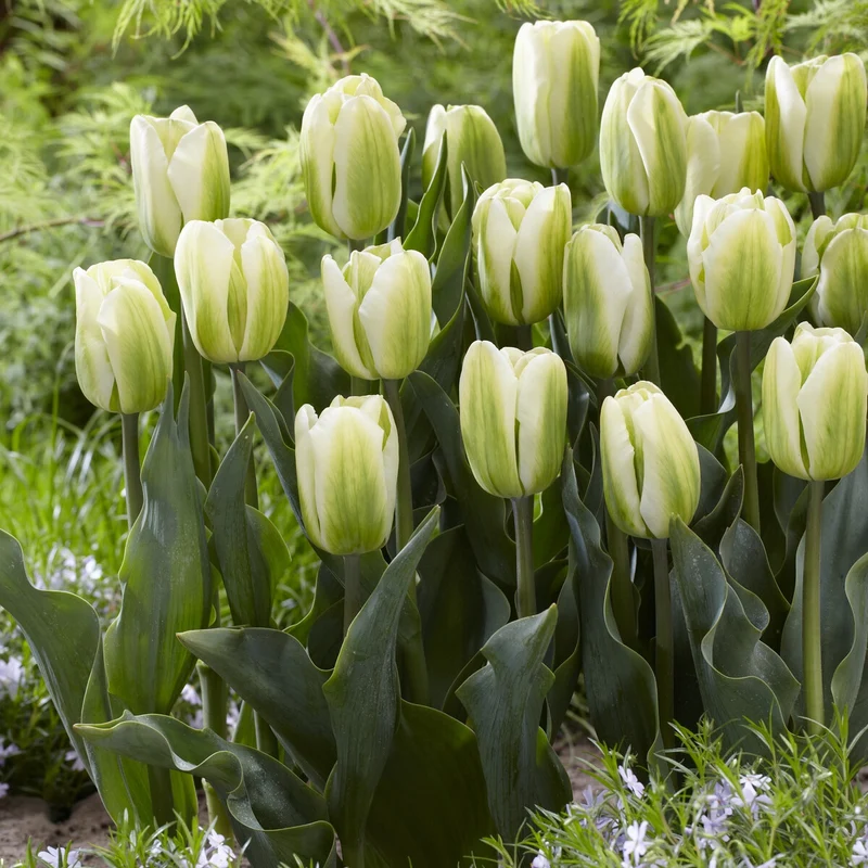 7 Tulipes Triomphe Green Spirit