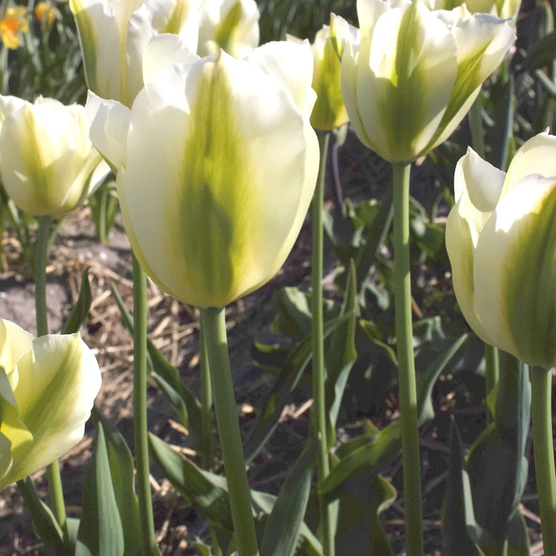 7 Tulipes Triomphe Green Spirit