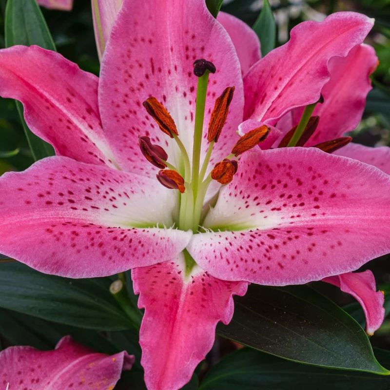 2 Lys Oriental Star Gazer