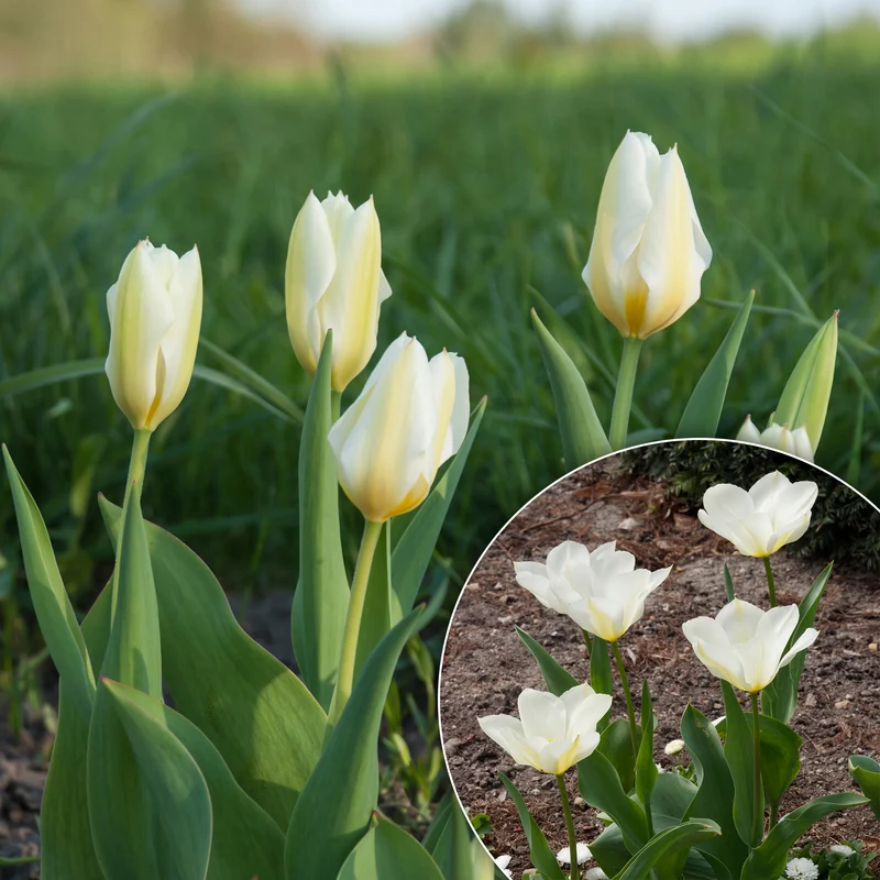 10 Tulipes Fosteriana Purissima