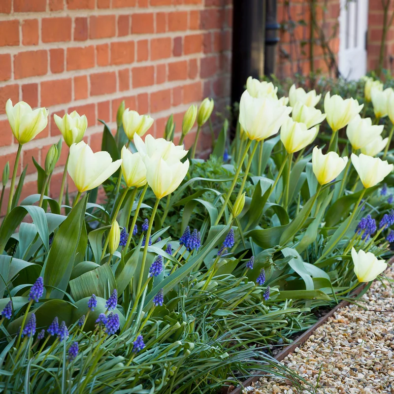 10 Tulipes Fosteriana Purissima