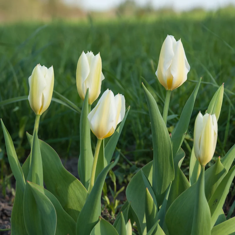 10 Tulipes Fosteriana Purissima