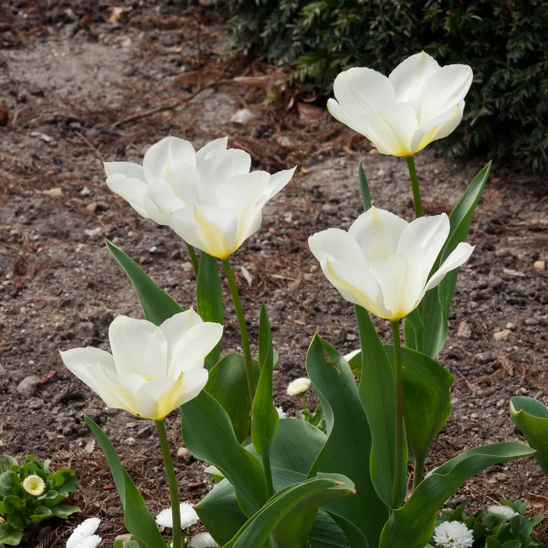 10 Tulipes Fosteriana Purissima