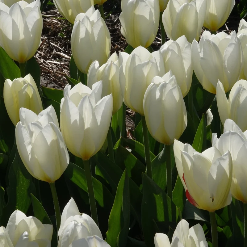 10 Tulipes Fosteriana Purissima
