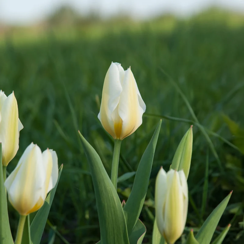 10 Tulipes Fosteriana Purissima