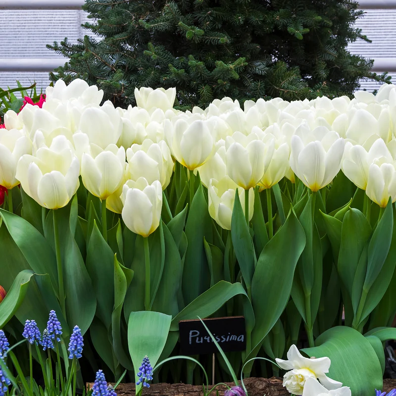 10 Tulipes Fosteriana Purissima