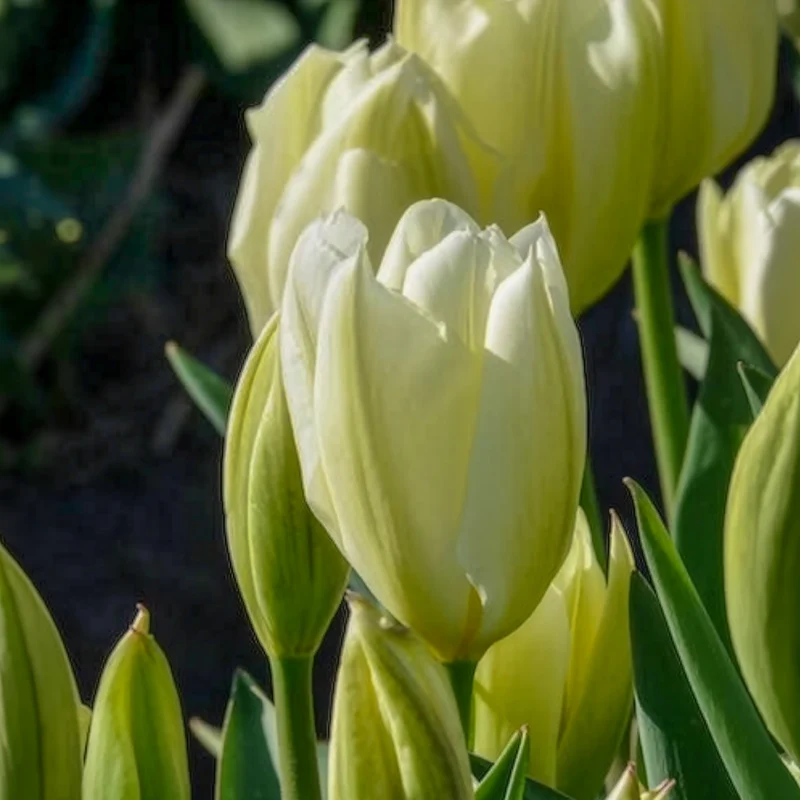 10 Tulipes Fosteriana Purissima