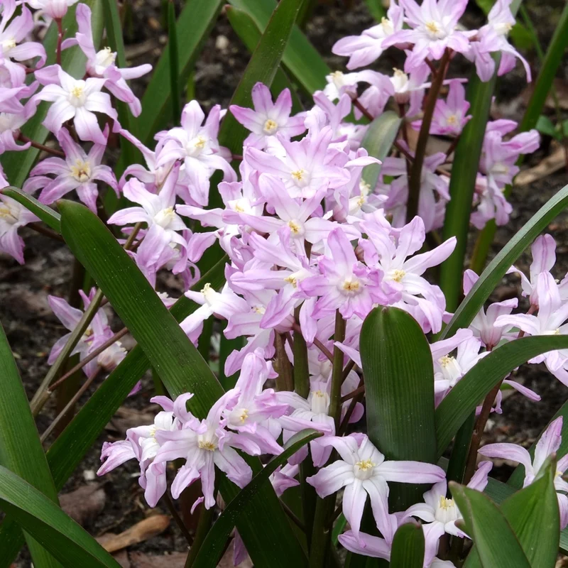 20 Gloire des Neiges 'Pink Giant'