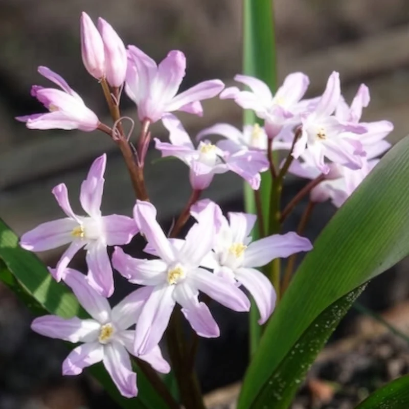 20 Gloire des Neiges 'Pink Giant'