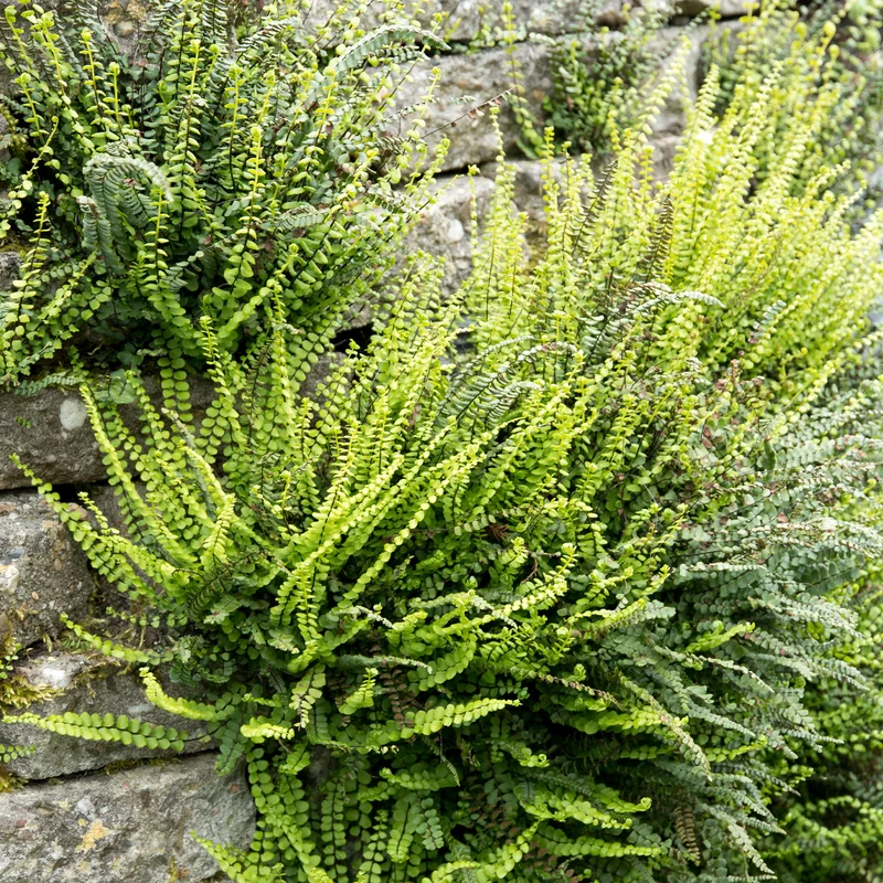 Fausse-Capillaire