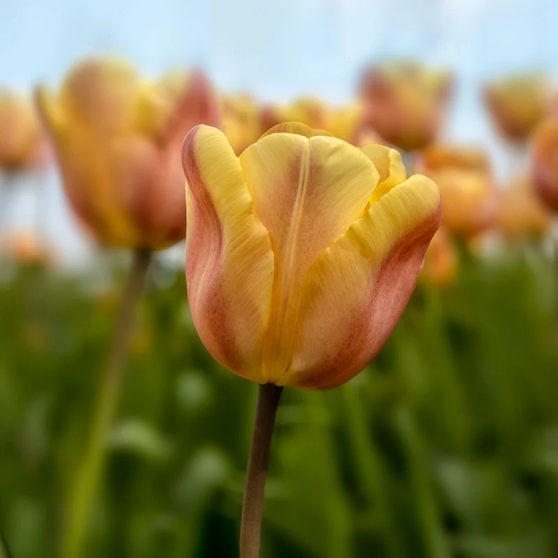 10 Tulipes Triomphe Apricot Foxx