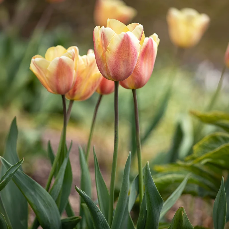 10 Tulipes Triomphe Apricot Foxx