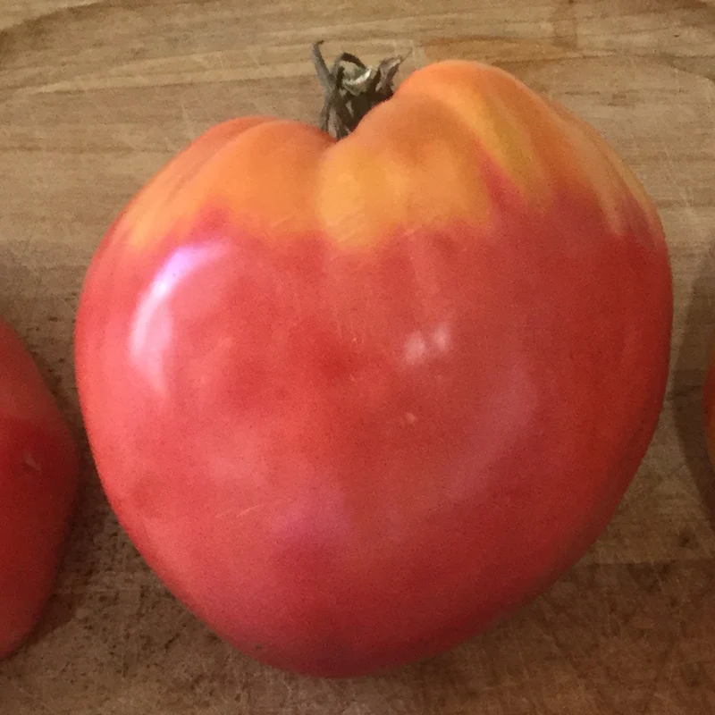 Tomate cœur de bœuf Anna Russian - Bio