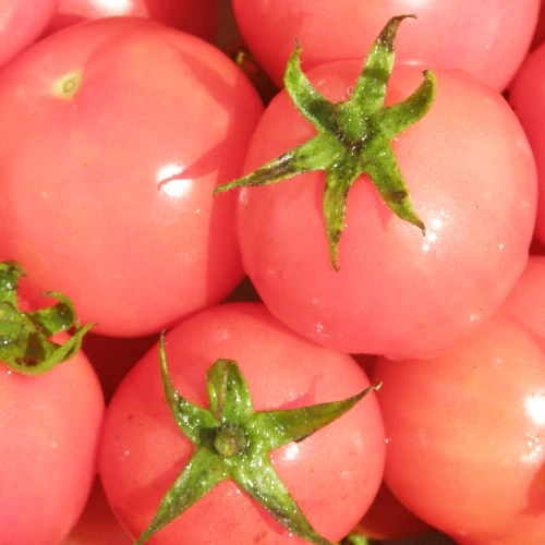Tomate cocktail Sibérienne Rose - Bio