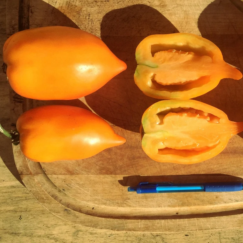 Tomate italienne Jaune - Bio