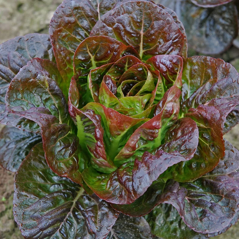 LAITUE CŒUR DE ROMAINE ROUGE OVIRED AB