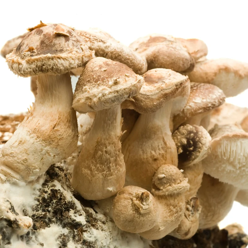 200 CHEVILLES - SHIITAKE AB