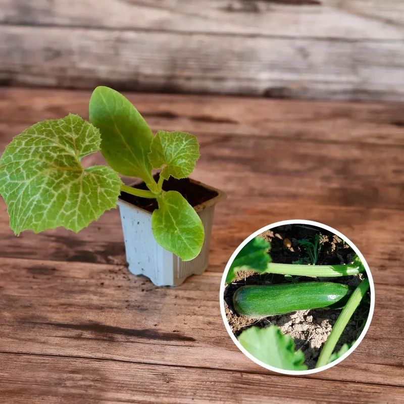 SÉLECTION "LE POTAGER VOYAGEUR"