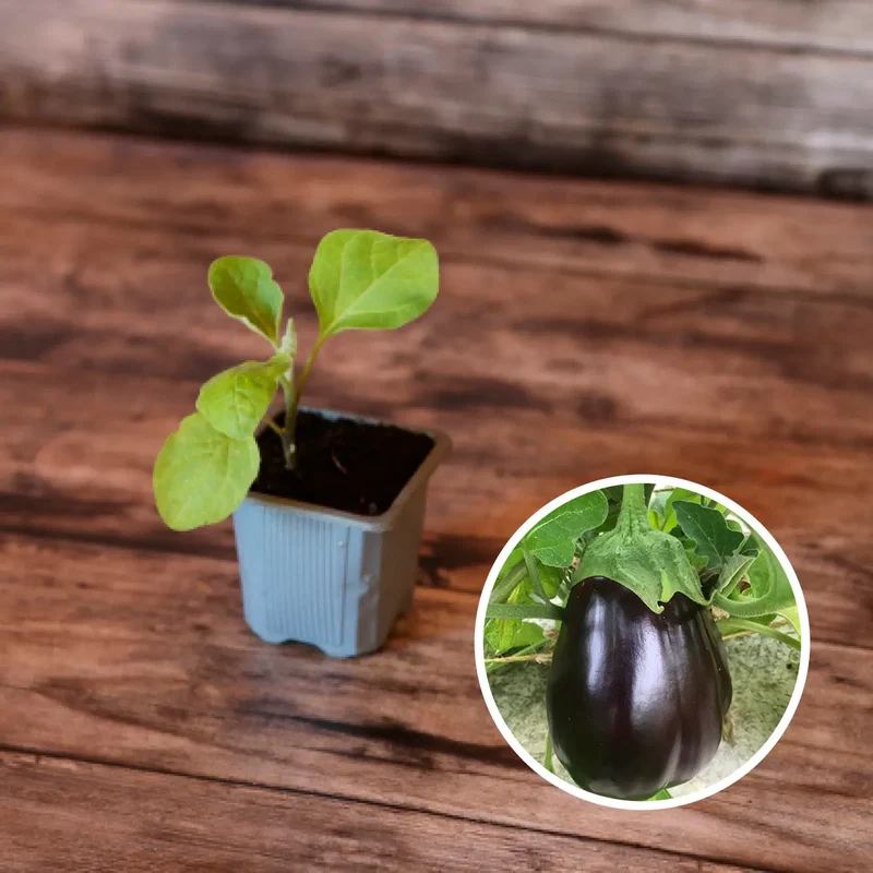 AUBERGINE BLACK BEAUTY AB - PLANT